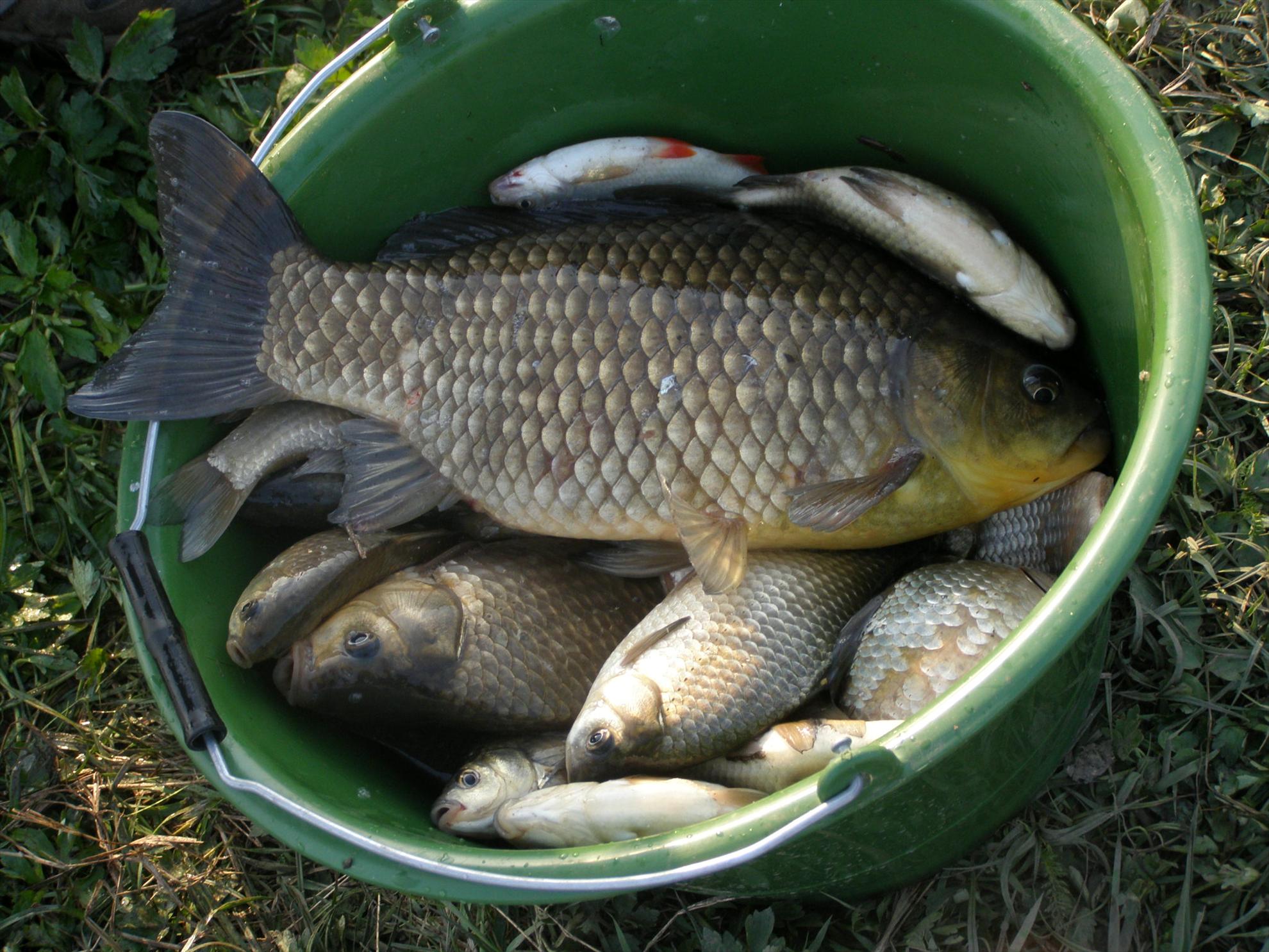 Diverse - p4111067.JPG